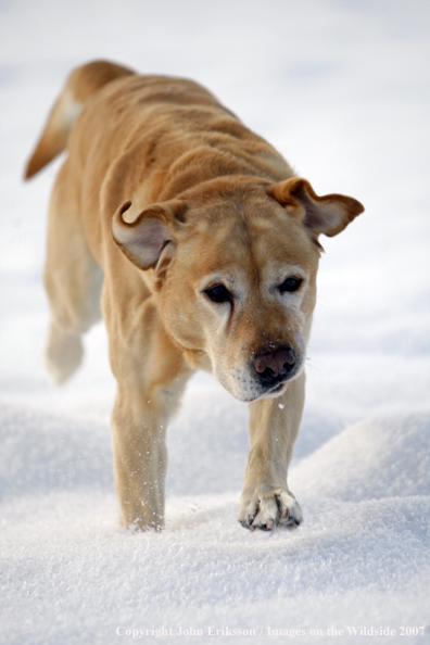 Yellow Labrador Retriever in field