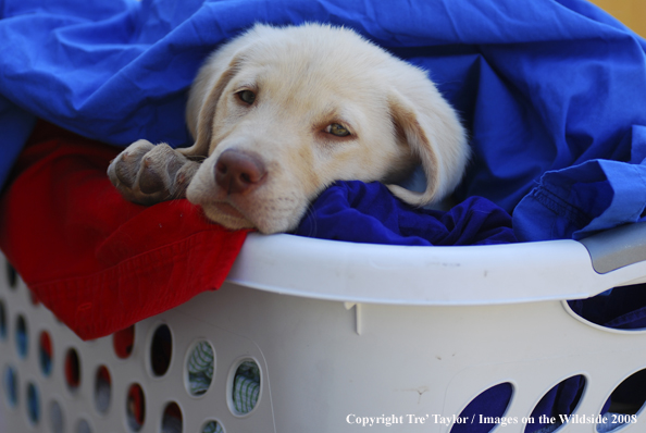 Yellow Labrador Puppy