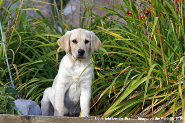 Yellow Labrador Retriever Puppy 