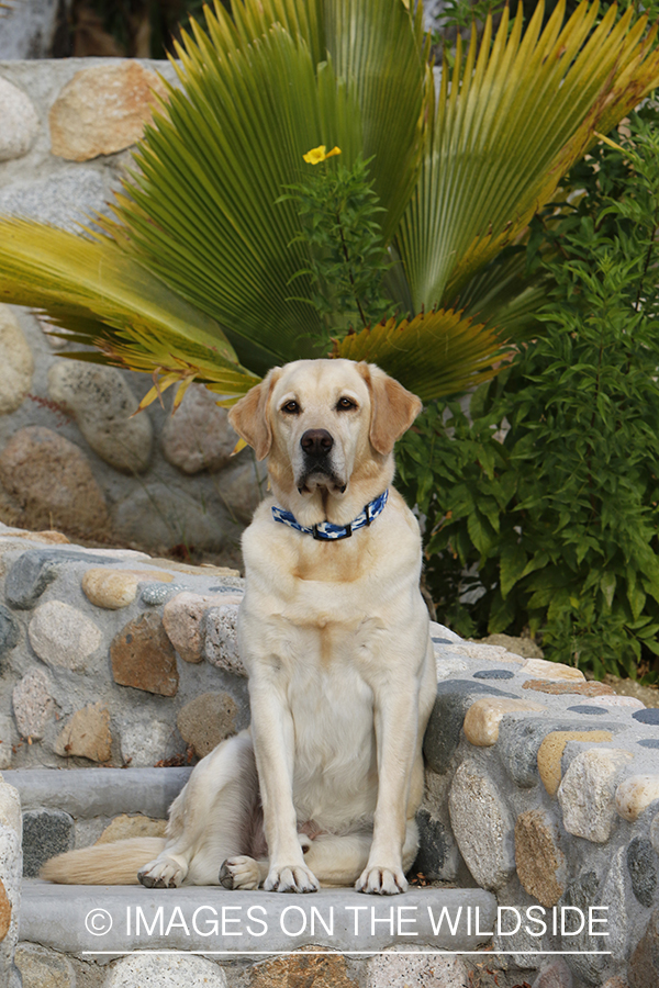 Yellow lab on cobble steps.