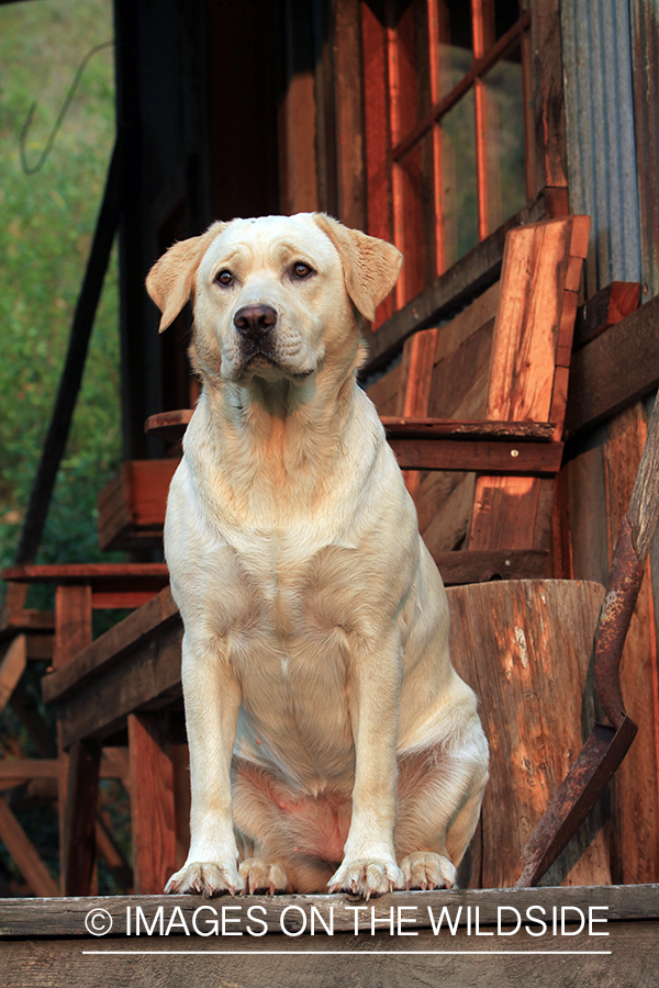 Yellow lab on deck.