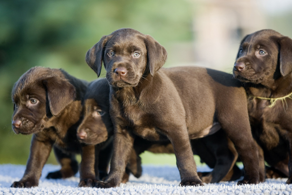 Chocolate Labrador Retriever puppies.