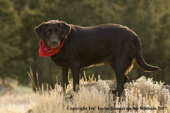 Chocolate labrador 