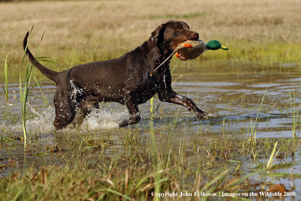 Chocolate Labrador Retriever