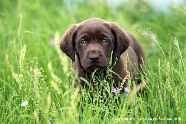 Chocolate Labrador Retriever Puppy