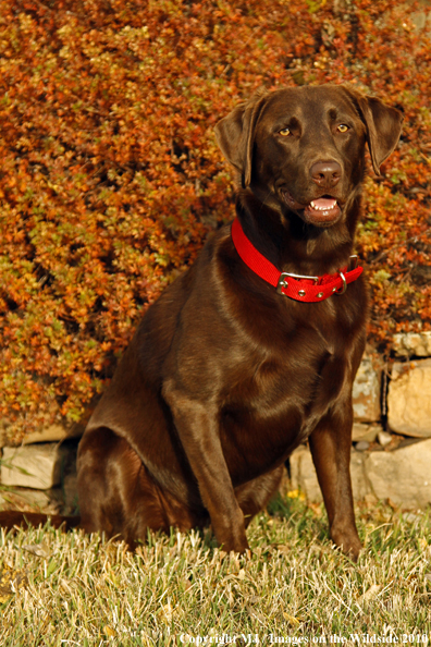 Chocolate Labrador Retriever