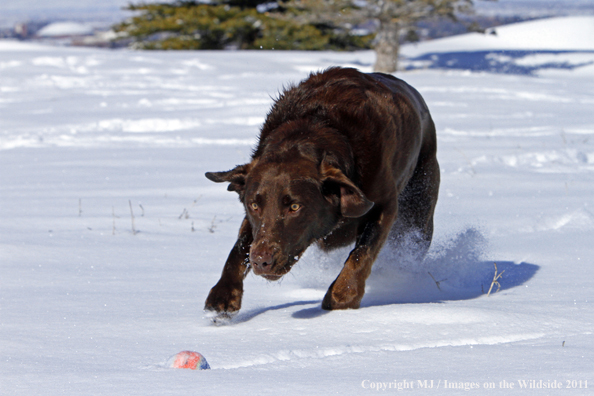 Chocolate Labrador Retriever playing fetch in the snow