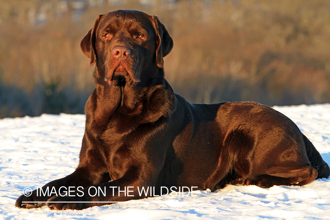 Chocolate Labrador Retriever 