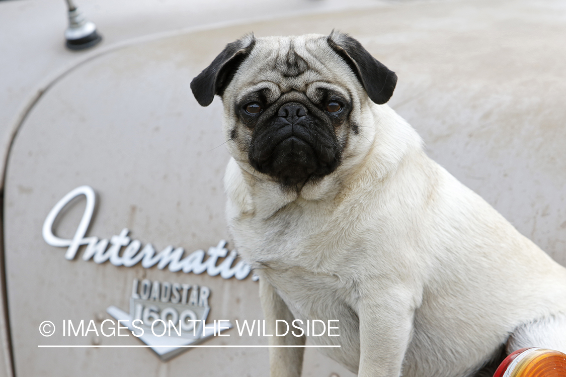 Pug on old International truck.