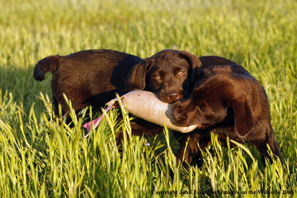 Chocolate Labrador Retriever puppies in field