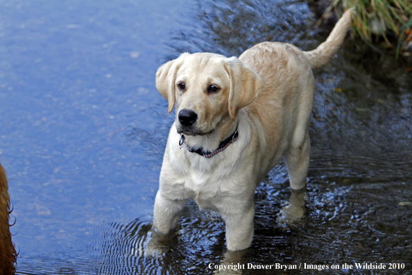 Yellow Labrador Retriever Puppy