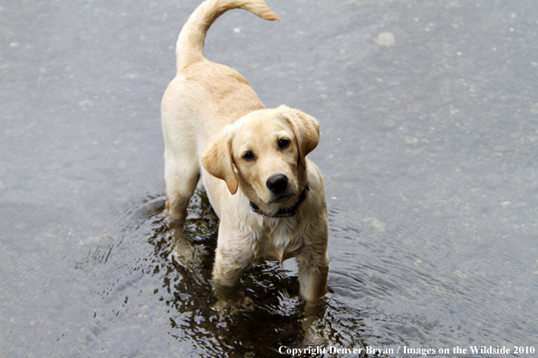 Yellow Labrador Retriever Puppy in water. 