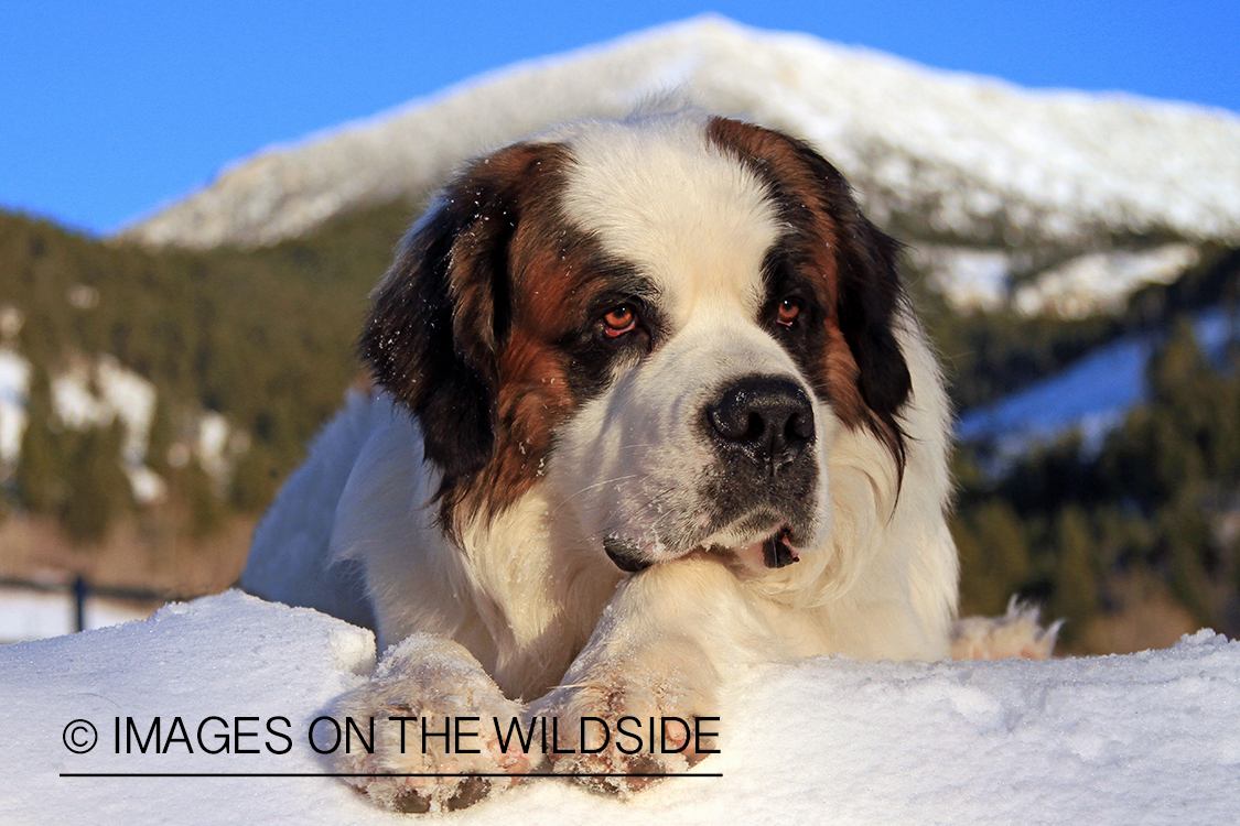 St. Bernard in field.