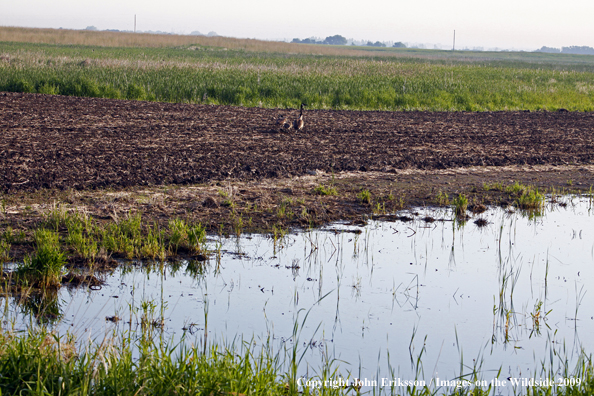 Goose family walking in wetlands habitat