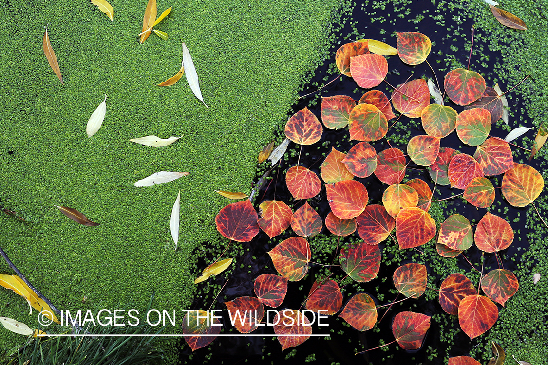 Aspen leaves and duckweed on pond.