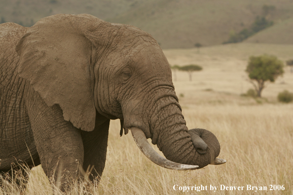 African Elephants