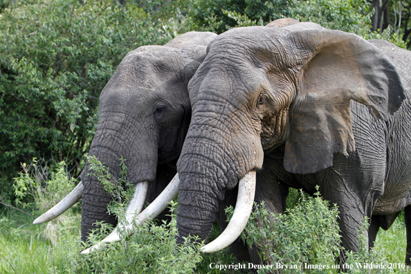 African Bull Elephants 