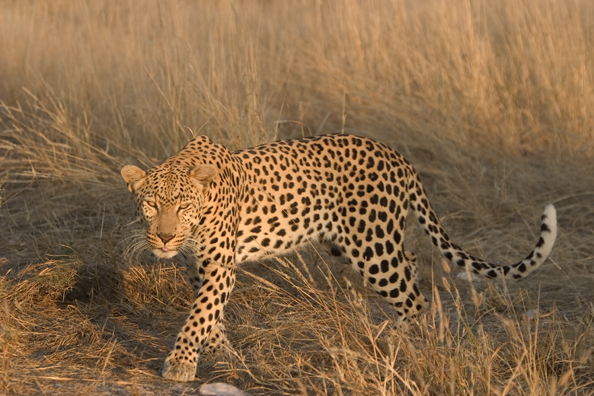 Leopard in habitat. Africa