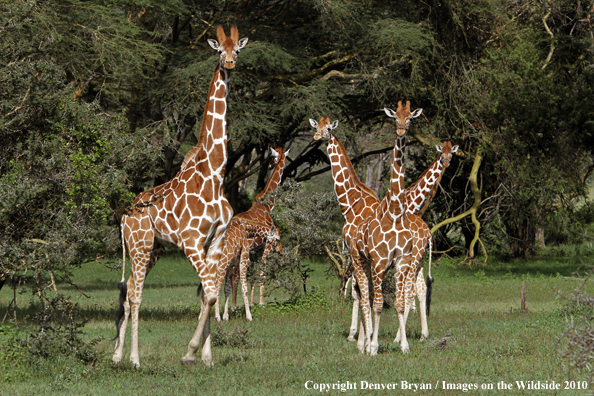 Reticulated Giraffe 