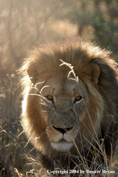 Male African lion in habitat. Africa