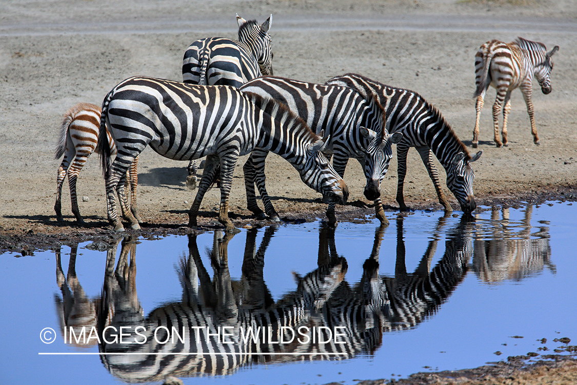 Herd of Zebra in habitat.