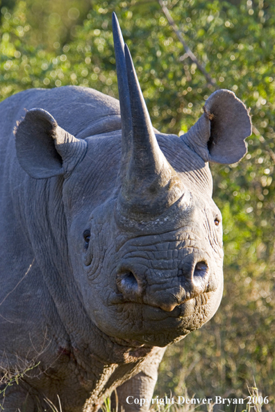 Black rhino in Africa.