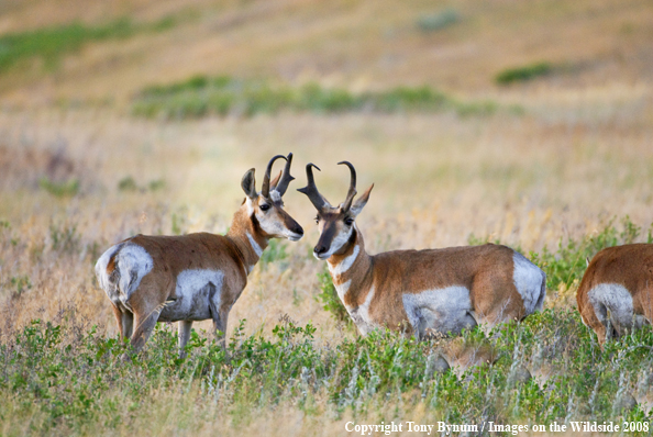 Antelope Bucks in field