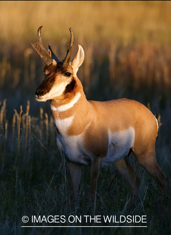 Pronghorn Antelope in habitat. 