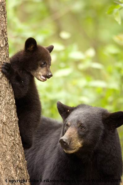 Black mother bear with cub in habitat