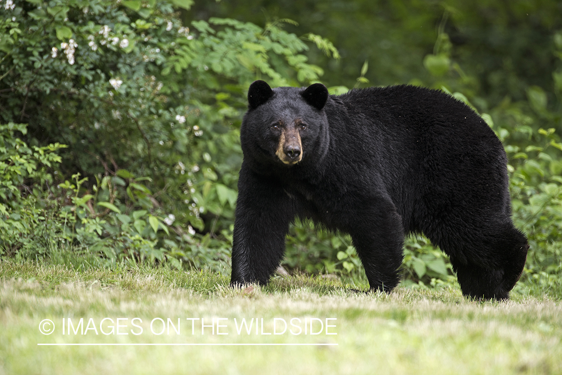 Black Bear in habitat. 