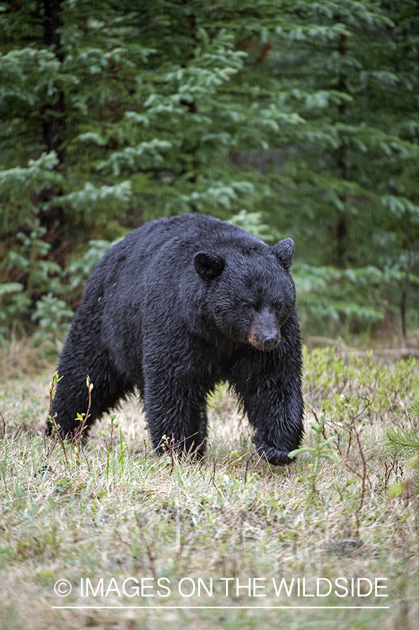 Black bear in habitat.