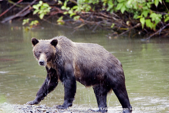 Brown bear in river.