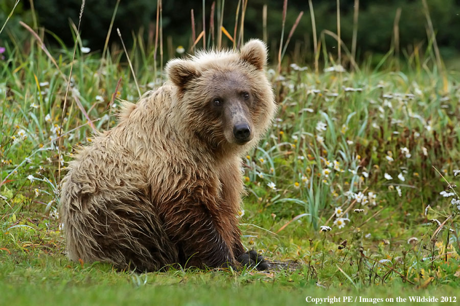 Brown Bear cub in habitat.