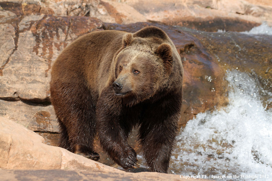 Grizzly Bear in habitat.