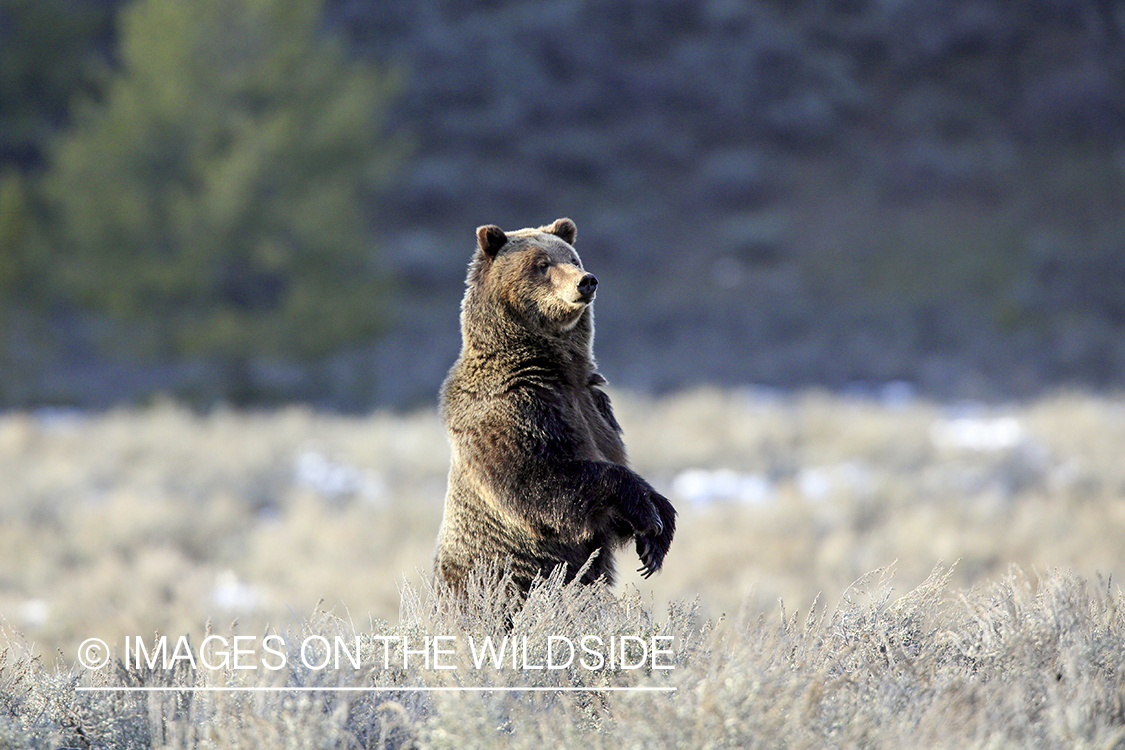 Grizzly Bear in habitat.