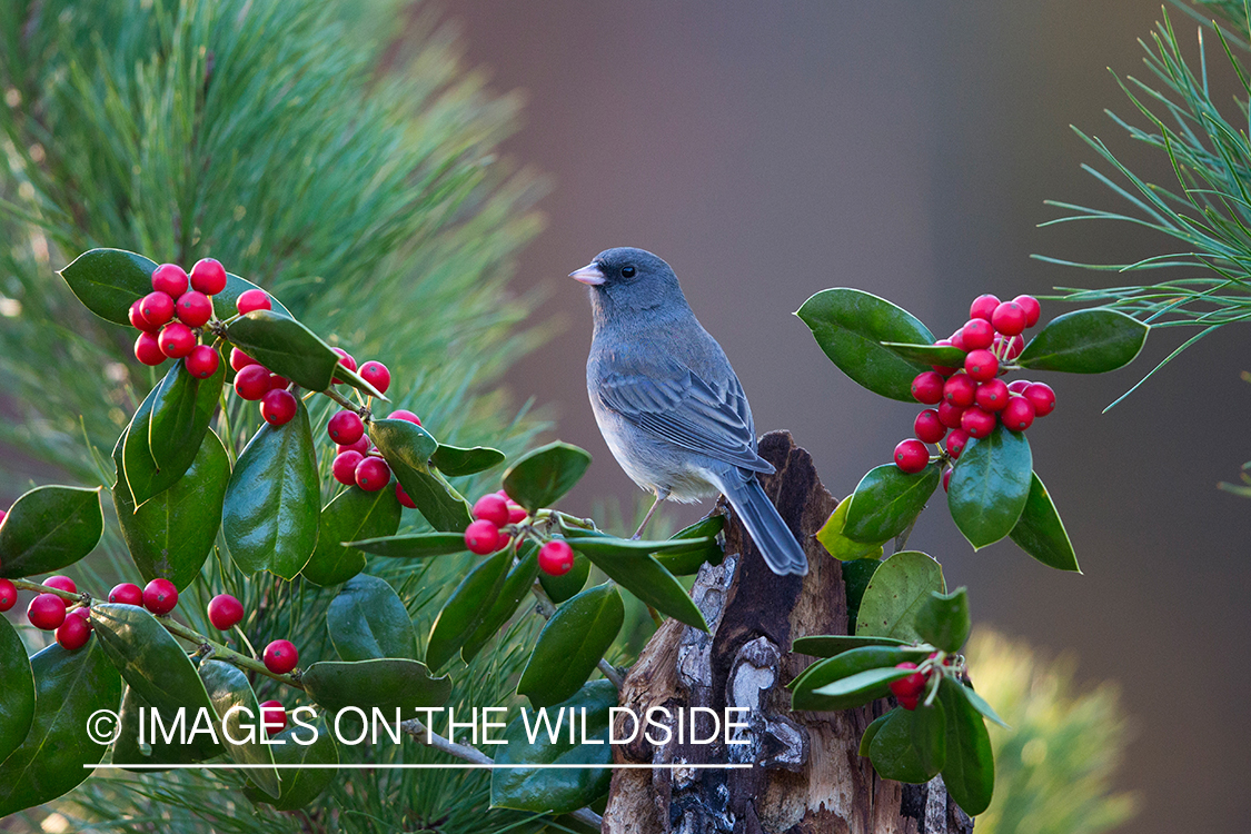 Dark eyed junco in habitat. 