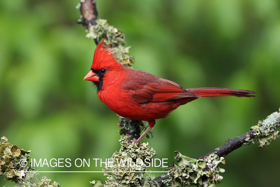 Northern cardinal in habitat.