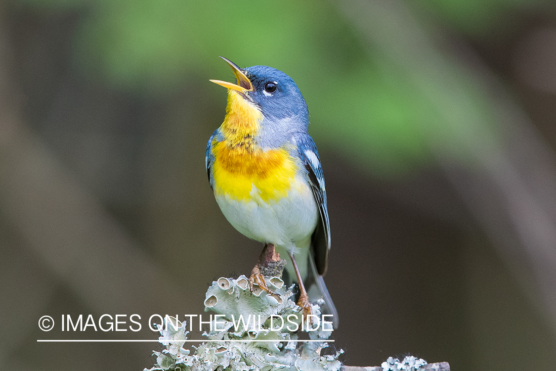 Northern Parula on branch.