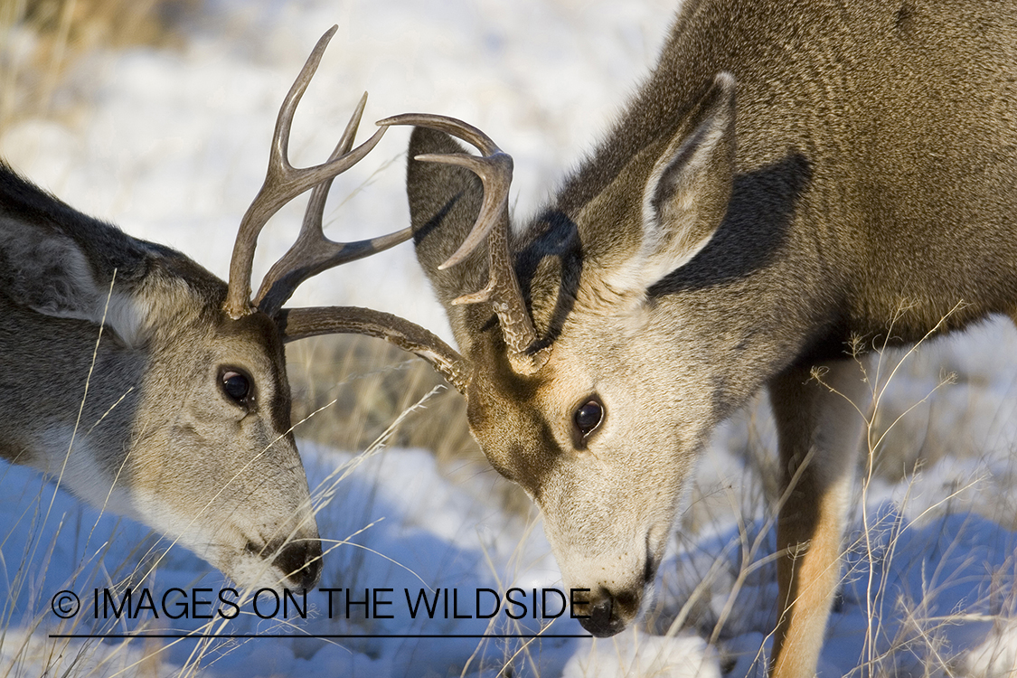 Mule deer playing in habitat.