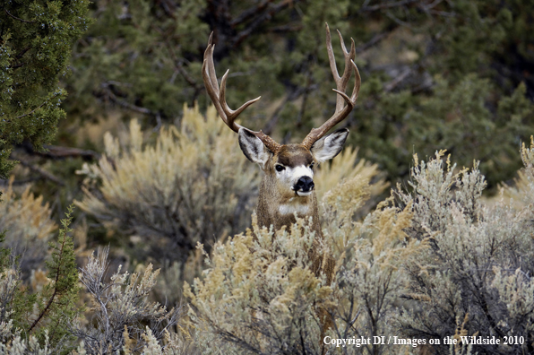 Mule deer in habitat