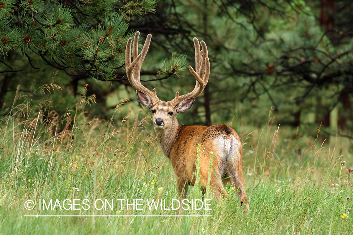 Mule deer buck in habitat. 