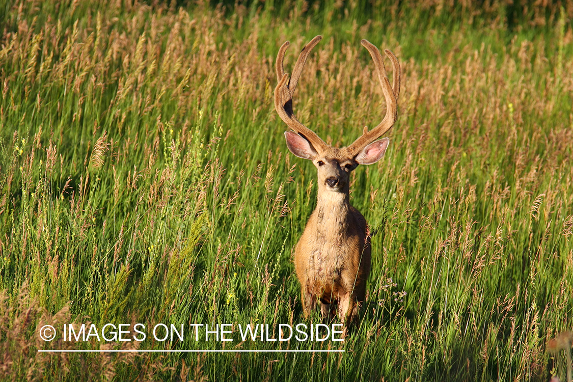 Mule deer buck in habitat. 