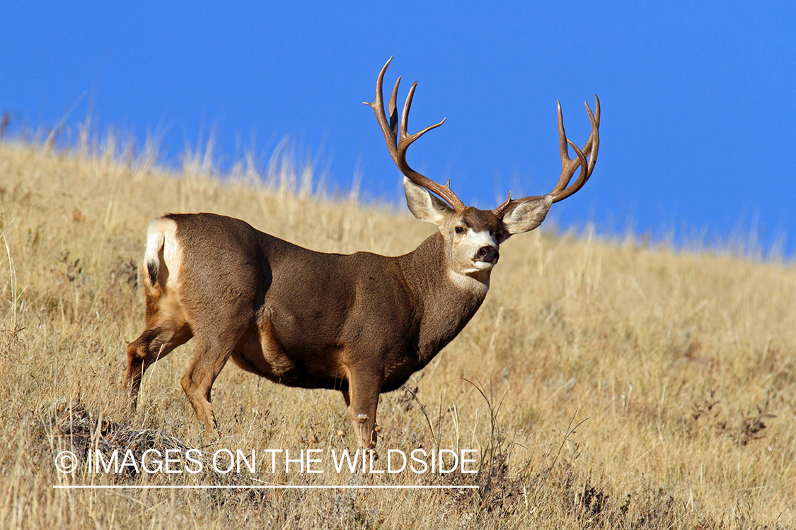 Mule Deer buck in habitat.