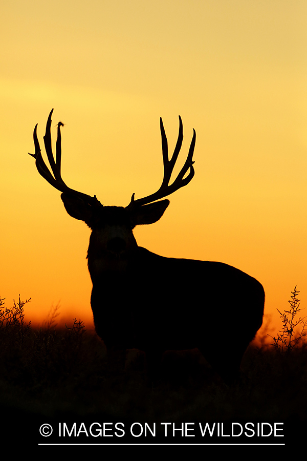 Mule deer buck at sunrise (silhouette).