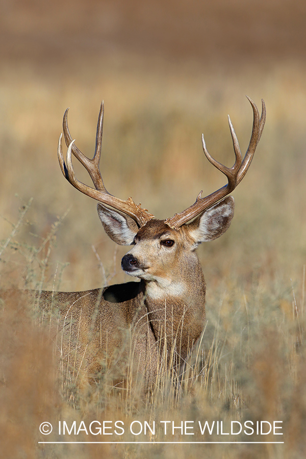 Mule deer buck in habitat. 