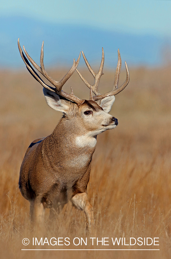 Mule deer buck in field.