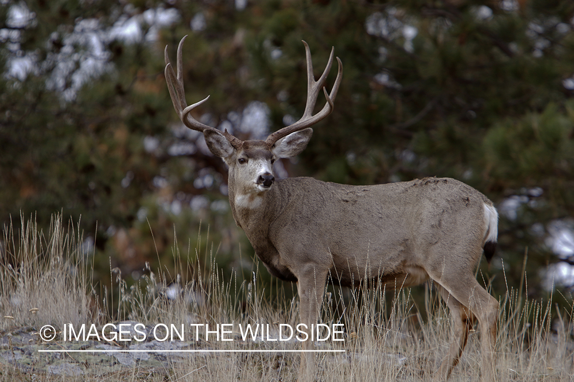 Mule deer buck in field.