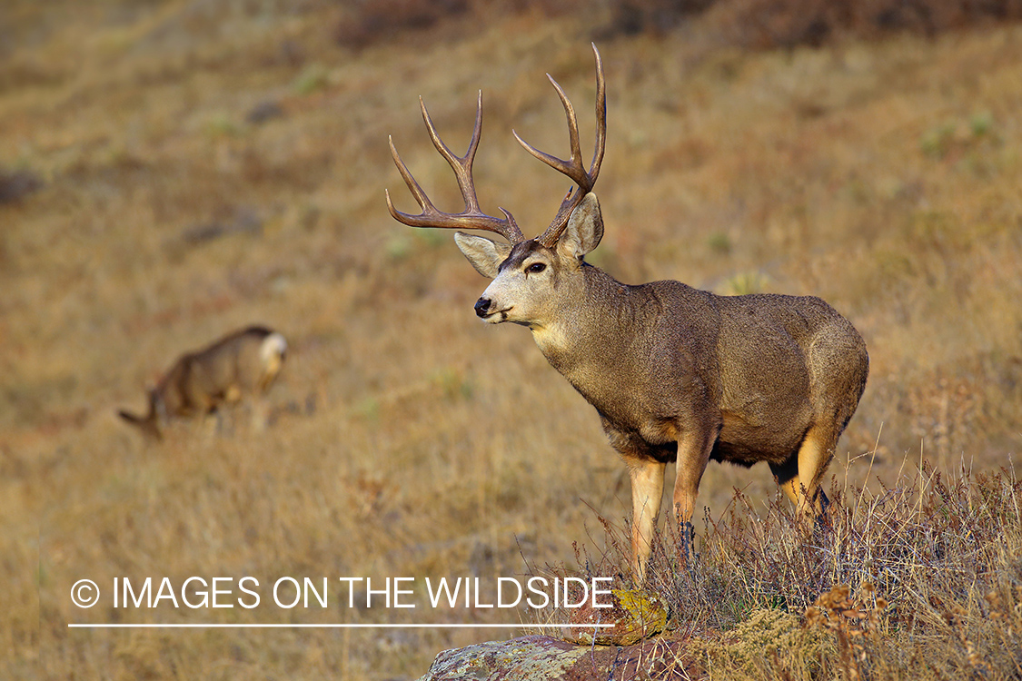 Mule deer buck in field.