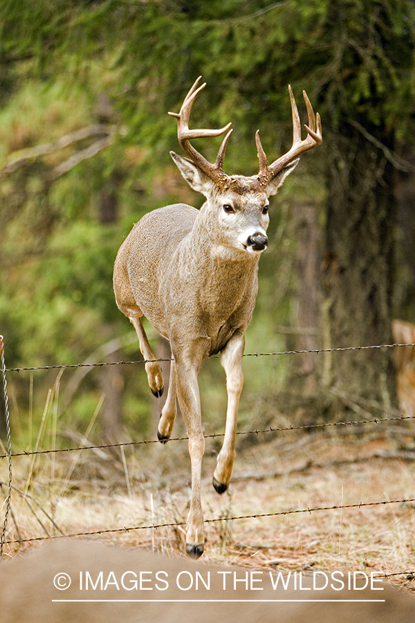 White-tailed deer jumping fence