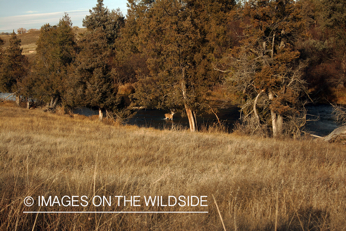 Whitetail Buck